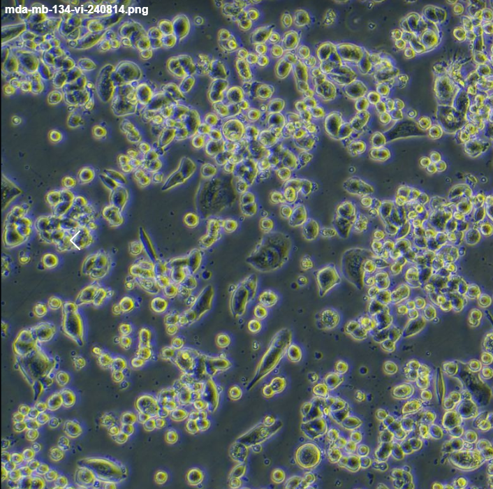 ٌ(do)ܰ(x)MDA-MB-134-VI